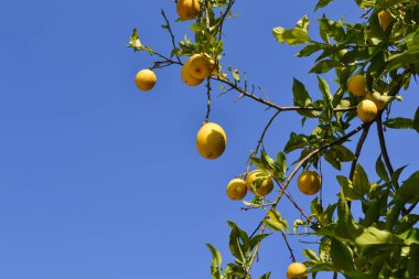 Limon koruluğundaki bir ağaçtan sarkan limonları kapatın.