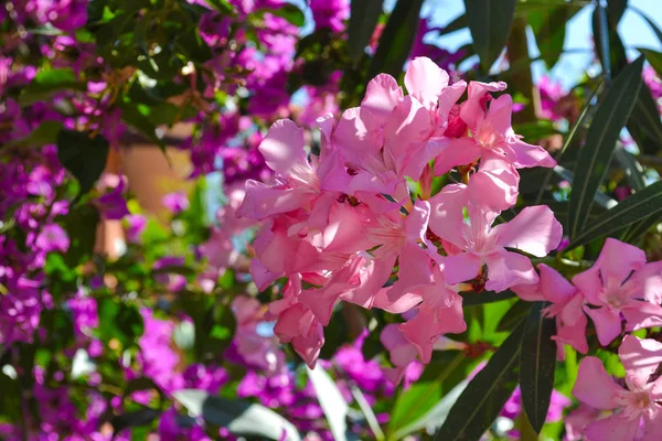 Flores de oleandro rosa florescendo ou nério no jardim. Foco seletivo. Primavera flor, verão exótico, ensolarado conceito dia mulher — Fotografia de Stock