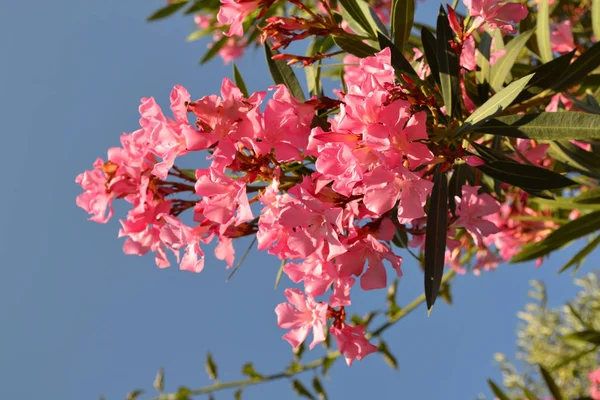 Flores de oleandro rosa florescendo ou nério no jardim. Foco seletivo. Primavera flor, verão exótico, ensolarado conceito dia mulher — Fotografia de Stock