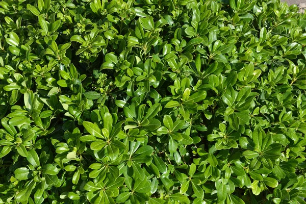 Naturlig grön bakgrund från bladen av en sydlig växt. Turkiet — Stockfoto