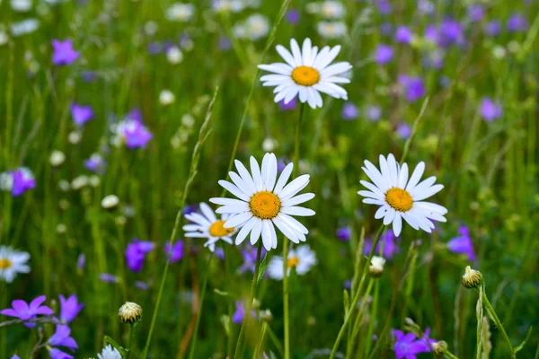 他の野生の花の中の野原の3つの白いヒナギク. — ストック写真