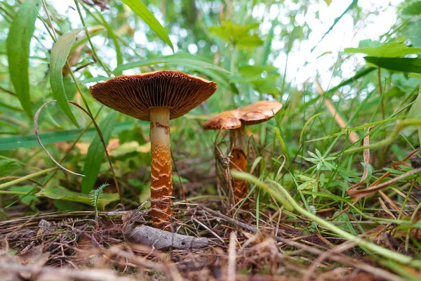 잔디, 가을 시즌에 아름 다운 버섯. 가을 숲에서 자라는 이끼에 작은 신선한 버섯. 버섯 따기 컨셉. — 스톡 사진