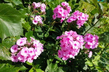 Yaz Çiçekli Pembe Periyodik veya Bahçe Pembesi Phlox (Phlox panikleyerek Açık Pembe Alev 'Barelevening')