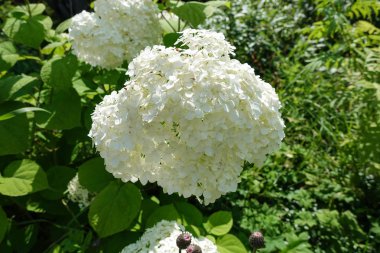 Çiçekli bahçe bitkileri. Beyaz çiçekler - ortanca