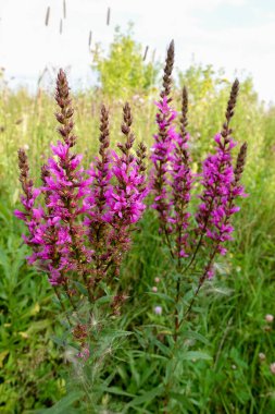 willowherb - epilobium angustifolium. çiçek açan sally (epilobium angustifolium). Mor dağ fireweed. epilobium çiçek