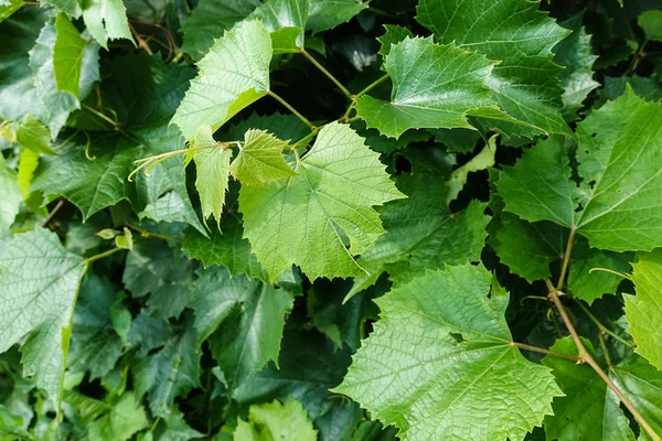 Çardakta üzüm yaprağı. Yeşil arka plan
