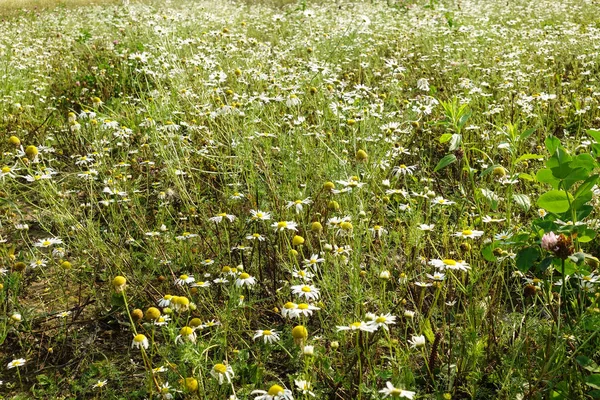 Margherite da campo nel prato con tempo soleggiato. Camomilla farmacia primo piano. — Foto Stock