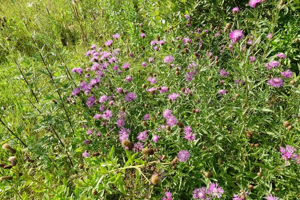 Fiori di campo. Fiordaliso rosa e api che raccolgono polline . — Foto Stock