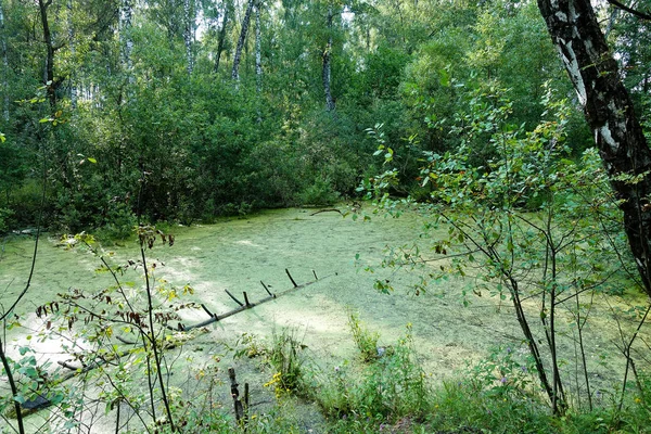 Lagoa verde velha com algas e pato na floresta — Fotografia de Stock