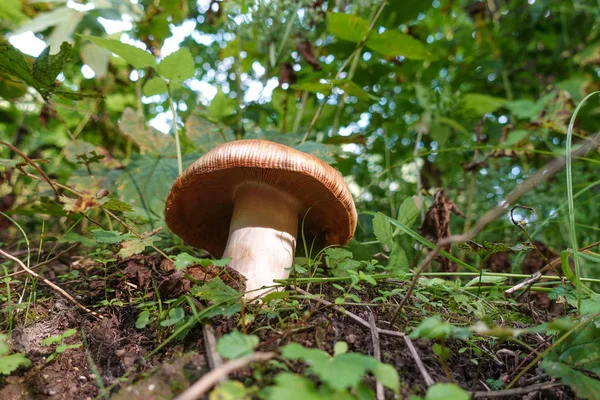 Seta comestible grande en el bosque. Recogiendo setas en el bosque —  Fotos de Stock