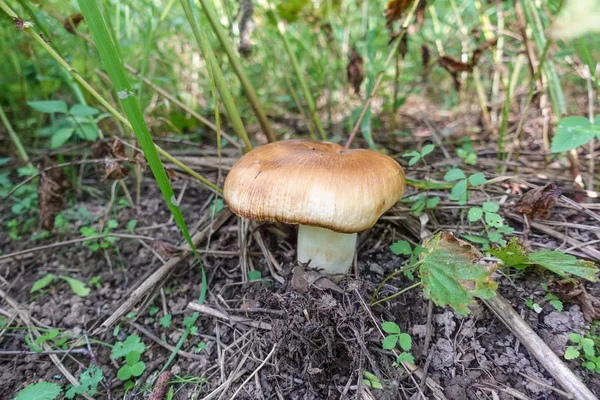 Velké jedlé houby v lese. Vybírání hub v lese — Stock fotografie