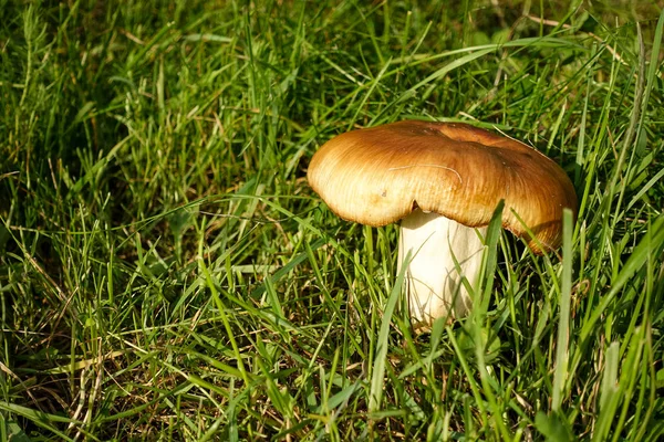 Boletus houba v mechu — Stock fotografie