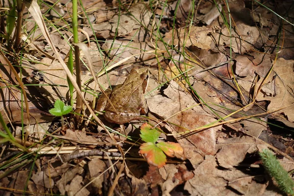 Toprak kurbağa kahverengi kurbağa kuru yaprakları üzerinde oturan — Stok fotoğraf