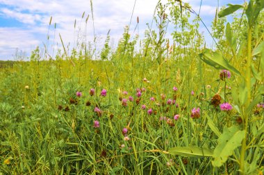 Rusya'nın orta kesiminde alan otlar. Yaz manzarası