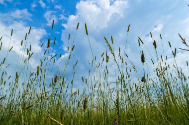 arka plan sanat soyut bahar ya da yaz arka plan taze ot ile