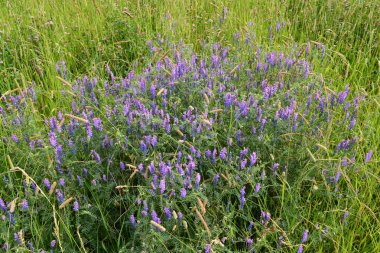 Vahşi zarif bitkiler ve orman çayır otlar. Mavi mor çiçekler ile Çim fare bezelye.