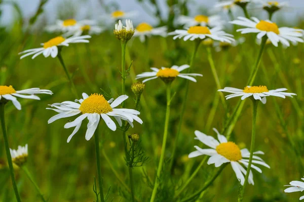 Groupe de marguerites fleuries sur une prairie verte. Fond du jardin . — Photo