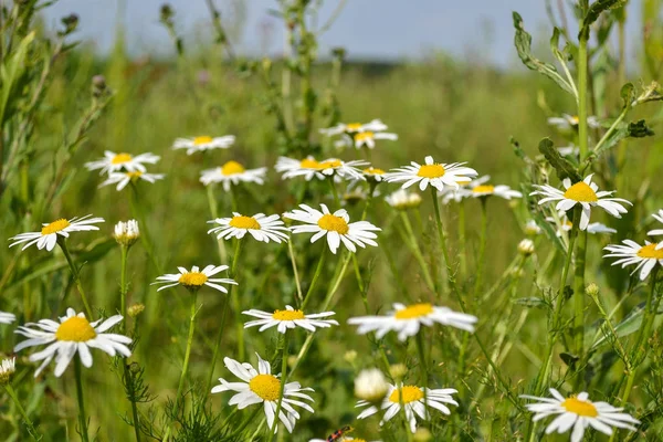 Groupe de marguerites fleuries sur une prairie verte. Fond du jardin . — Photo