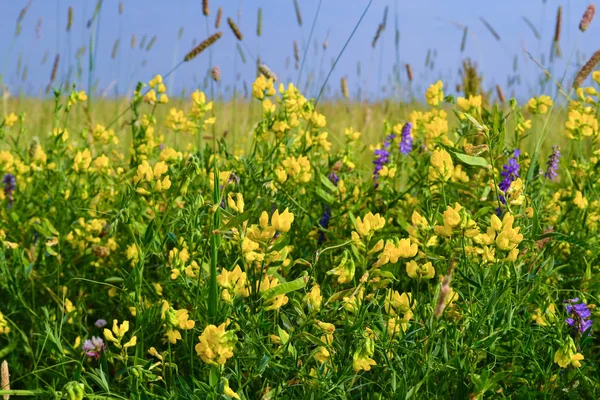 Bellissimo fiore selvatico giallo brillante nell'ambiente naturale. Russia — Foto Stock