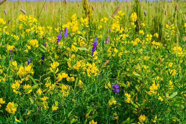 Bellissimo fiore selvatico giallo brillante nell'ambiente naturale. Russia — Foto Stock