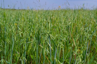 Yeşil buğday tarlası ve güneşli gün