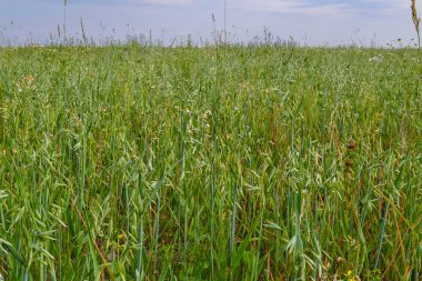 Yeşil buğday tarlası ve güneşli gün