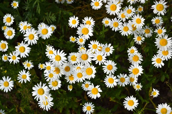 Witte margriet op groen veld. Uitzicht vanaf boven. — Stockfoto