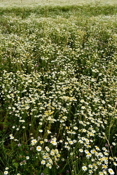 Fält av vita prästkragar. Många blommor. Sommardag. Ryssland — Stockfoto