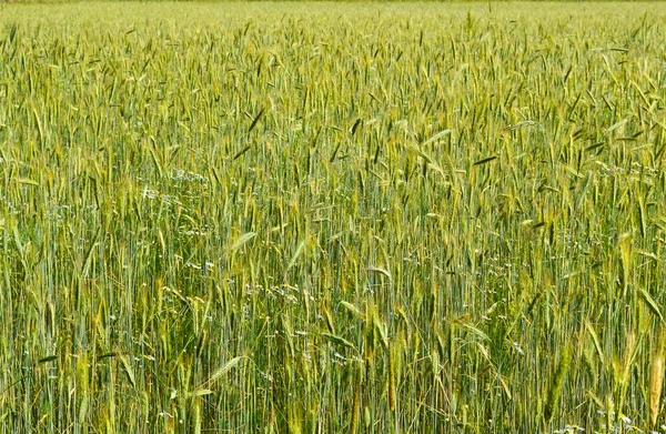 Green wheat field and sunny day Agricultural background