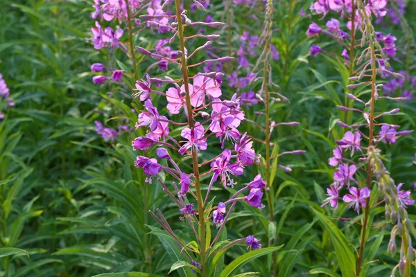 Willowherb - Epilobium Angustifolium. floração sally (Epilobium angustifolium). Fireweed Alpino Roxo. flor de epilóbio — Fotografia de Stock