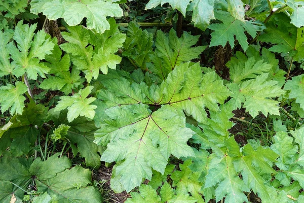 Hogweed verlaat. Gevaarlijke giftige plant. Bovenaanzicht. Natuurlijke achtergrond — Stockfoto