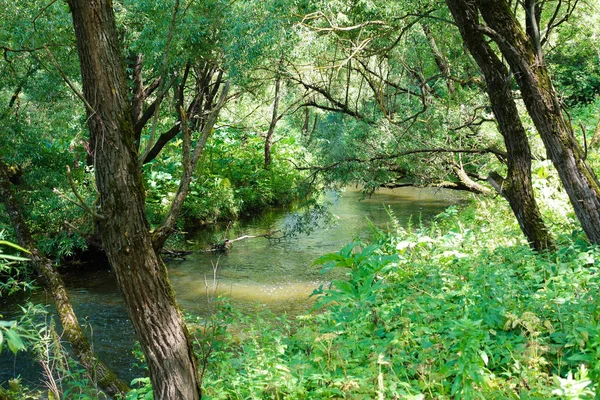 Río en el bosque. Agua entre los árboles. Bosque Verde. Hora de verano. Rusia — Foto de Stock