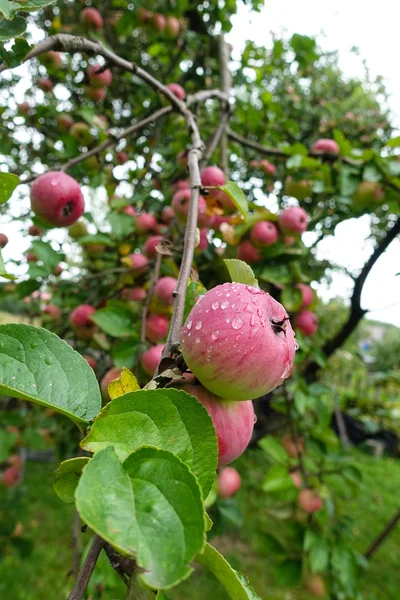 Rojo manzana deliciosa con gotas de agua. Deliciosas manzanas brillantes colgando de una rama de árbol en un huerto de manzanas — Foto de Stock