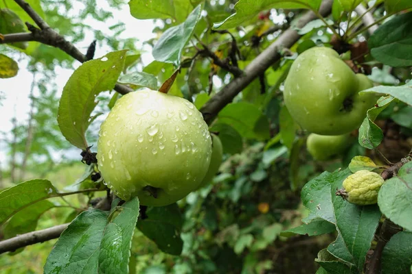 Green apples covered with drops after rain on an apple tree branch — Stock Photo, Image