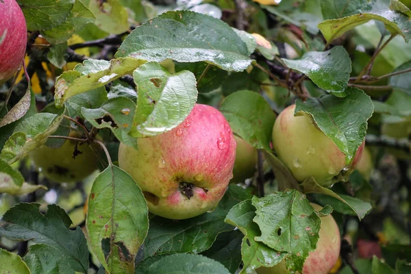 Maçã deliciosa vermelha com gotas de água. Maçãs deliciosas brilhantes penduradas em um galho de árvore em um pomar de maçãs — Fotografia de Stock