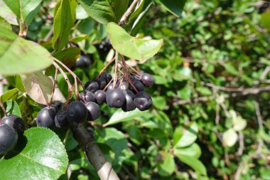 Siyah ashberry / rowan /Black Siyah chokeberry (Aronia melanocarpa) - bahçedeki ağacın dalları