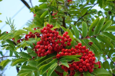 Rowan dal. Kırmızı rowan. Üvez meyveleri rowan ağacı üzerinde. Sorbus aucuparia.