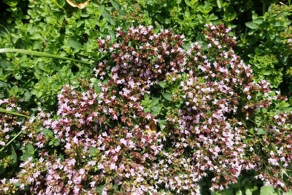 Hortensie macrophylla breiten Blütenkopf Nahaufnahme und selektiven Fokus auf ein paar kleine zarte rosa Blüten und Blütenblätter auf diesem sommergrünen Strauch Mophead in einem Garten — Stockfoto