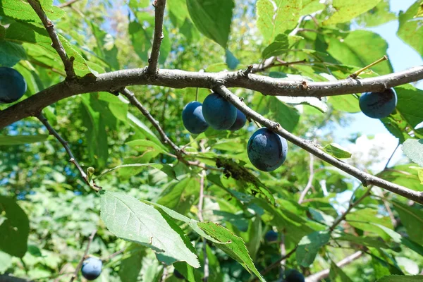 Fruta - um ramo de tempo de colheita de ameixas maduras — Fotografia de Stock