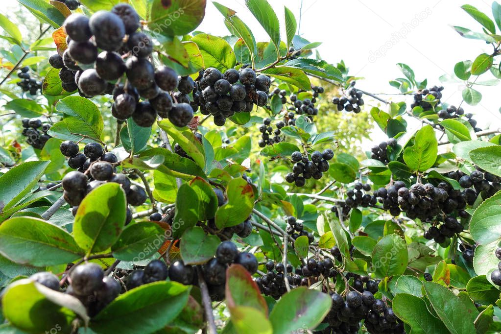 Black ashberry/ Black rowan /Black chokeberry (Aronia melanocarpa) - branches of the tree in the garden