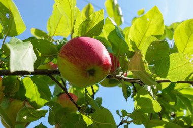 Elma ağacının dalındaki kırmızı elmalar. Hasat konsepti