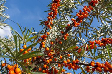 Deniz-topalak mavi gökyüzü altında olgun meyveler
