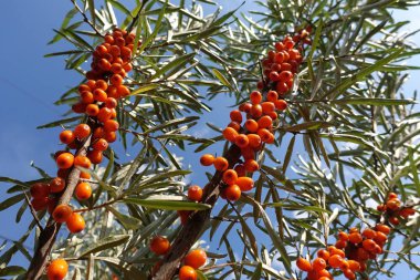 Deniz-topalak mavi gökyüzü altında olgun meyveler