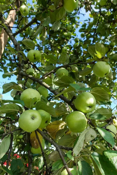 Närbild av gröna äpplen på en gren i en fruktträdgård — Stockfoto