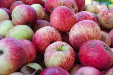 Kırmızı ev yapımı bahçe elma arka plan