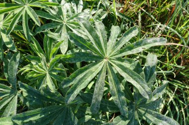 Yağmurdan sonra düşen suyla birlikte taze yeşil yaprakların yakın çekimi