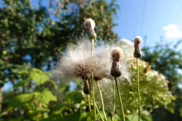 Fluffy, white prickly race against a blue sky — Stock Photo, Image