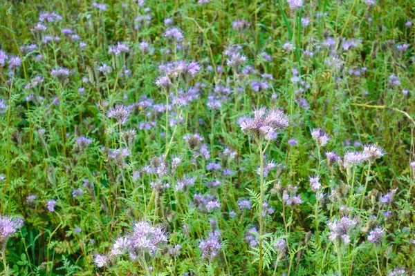 Fiori viola selvatici. Glade con molti fiori selvatici. Estate . — Foto Stock