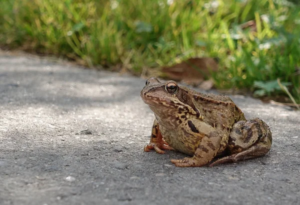 Common water frog on the pavement. Amphibian class — Stock Photo, Image