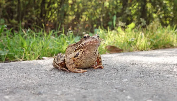 Common water frog on the pavement. Amphibian class — Stock Photo, Image